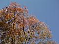 Autumn colour, University of New England DSC00489